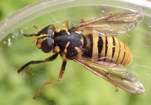 Temnostoma vespiforme